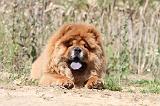 CHOW CHOW 190